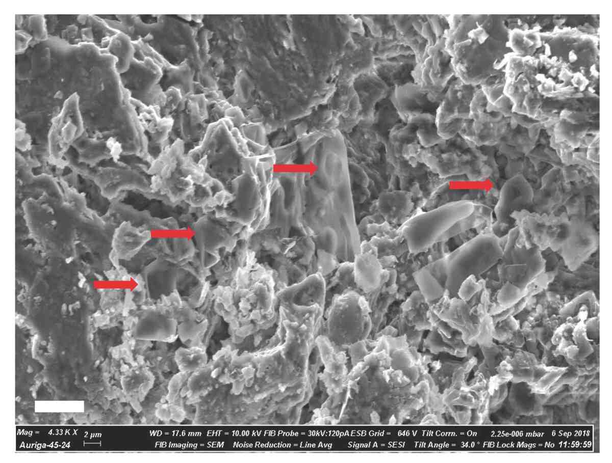 Stunning SEM image of preserved erythrocyte-like structures in dinosaur fossil—evidence of ancient cancer cells unlocking secrets of prehistoric life