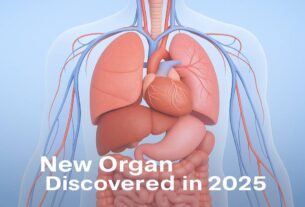 new human organ discovered in 2025