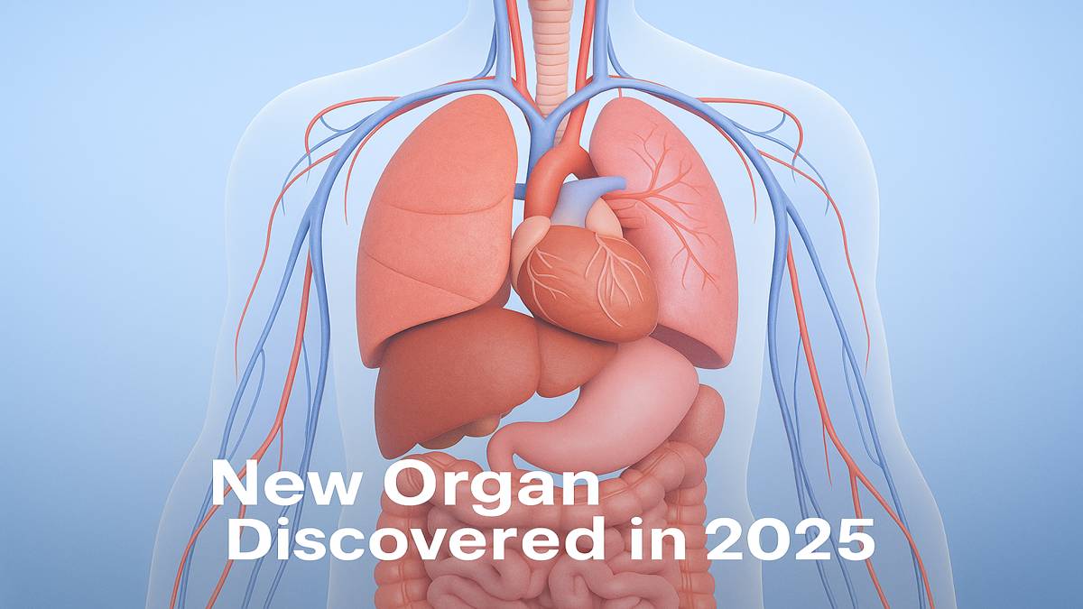 new human organ discovered in 2025