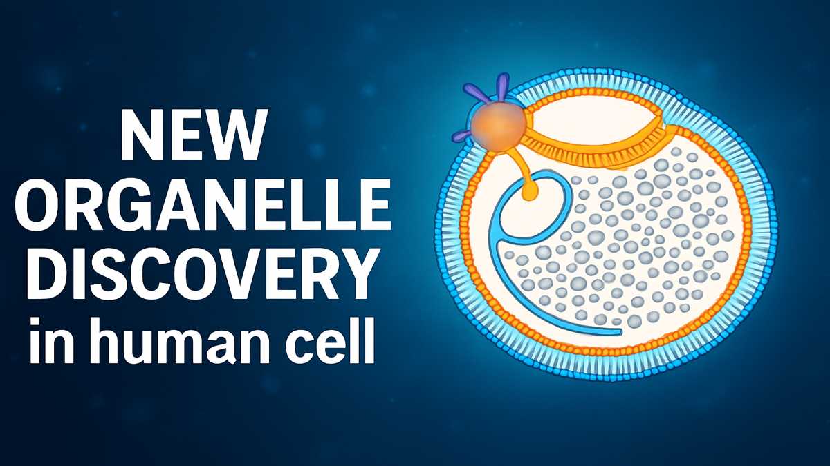 New organelle discovered in human cell with scientific visualization