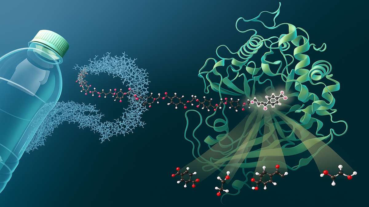 Plastic-Eating Bacteria breaking down plastic using powerful enzymes into harmless molecules