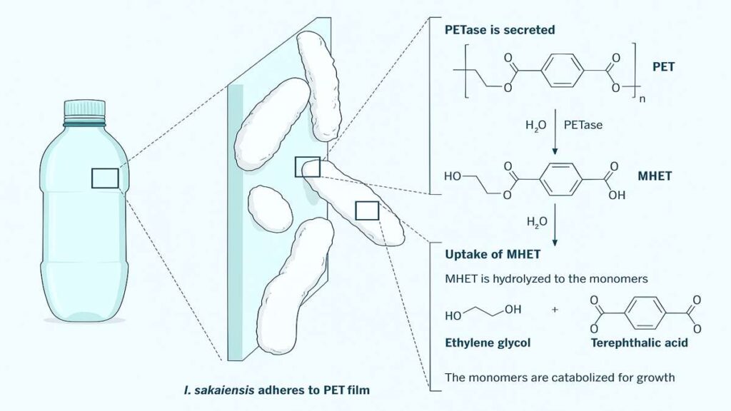Plastic-Eating Bacteria secreting PETase enzyme to break down plastic into monomers