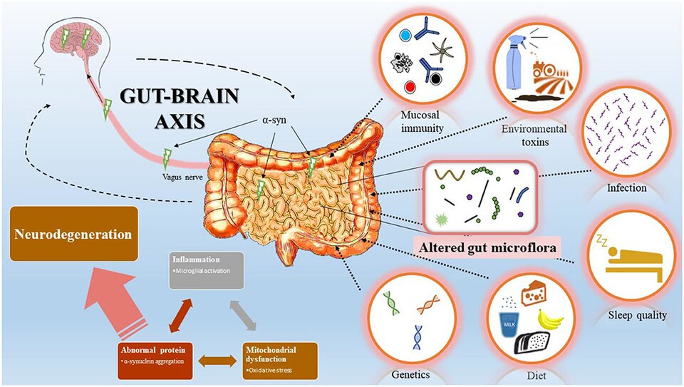 Gut–brain axis overview diagram showing gut microbiome and brain connection